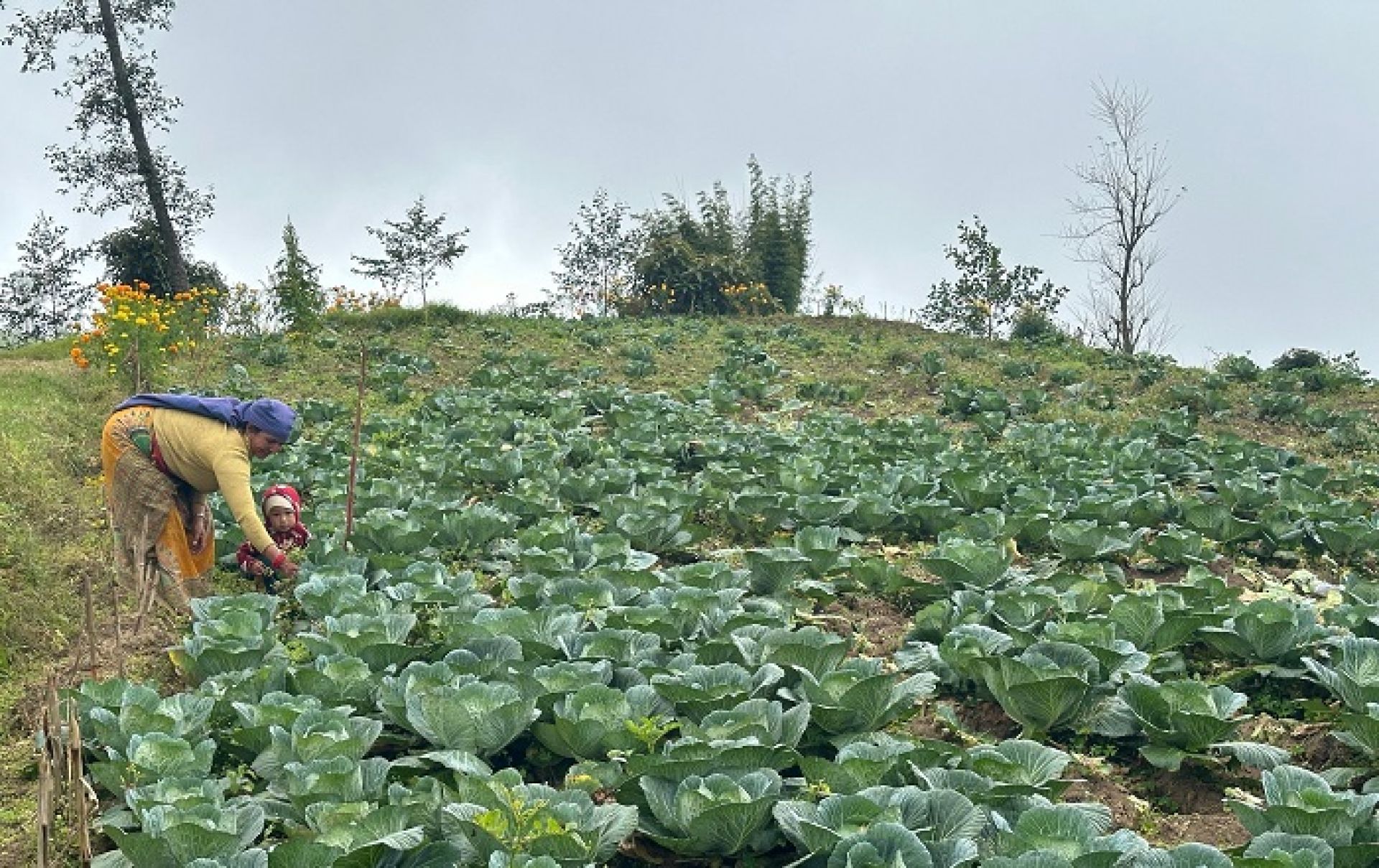 तेह्रथुमको लालीगुराँसका महिला जैविक सागसब्जी उत्पादनमा रमाउँदै
